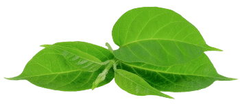 Gymnema sylvestre-extract