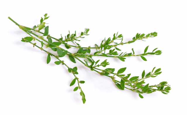 Knotgrasextract