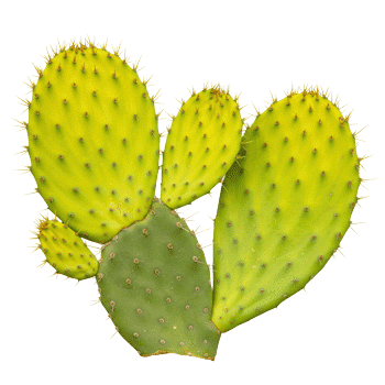 Extract van de stengel van de vijgcactus (nopal) 10:1
