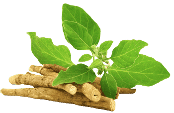Ashwagandha-extract