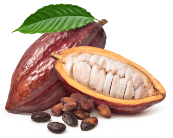 Cacaopoeder