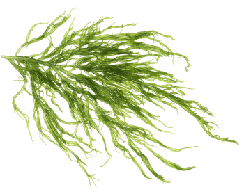 Zeewier