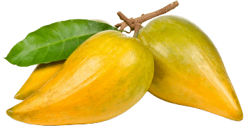 Lucuma