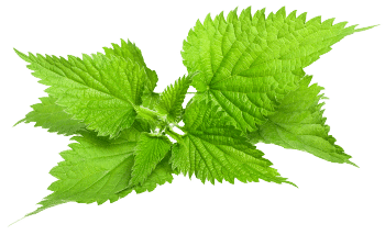 Brandnetelbladextract