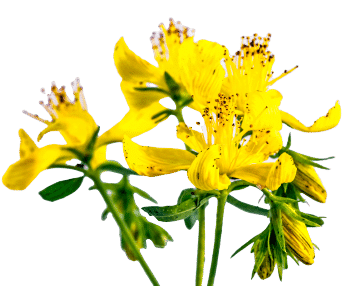 Sint-Janskruidextract